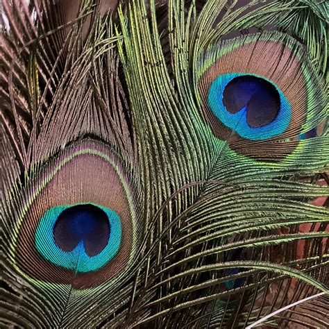 are fake peacock feathers bad luck